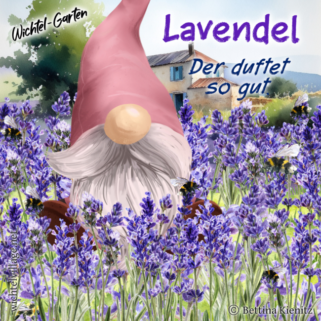 Wichtel-Garten: Lavendel