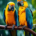 Wichtel-News: Welttag der Papageien
