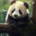 Wichtel-News - Tag des Pandas