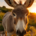 Wichtel-News - Welttag der Esel
