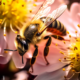 Wichtel-News - Weltbienentag