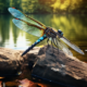 Wichtel-News - Tag der Libelle