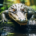Wichtel-News - Welttag der Krokodile