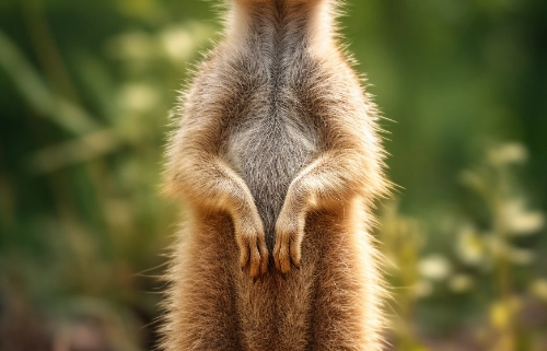 Wichtel-News - Welttag der Erdmännchen