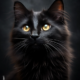 Wichtel-News - Ehrentag der schwarzen Katze