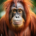 Wichtel-News - Internationaler Tag des Orang-Utans