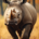 Wichtel-News - Welt-Nashorn-Tag