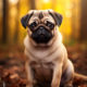 Wichtel-News - Mops-Tag