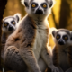 Wichtel-News - Welt-Lemuren-Tag