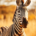 Wichtel-News - Internationaler Zebra-Tag