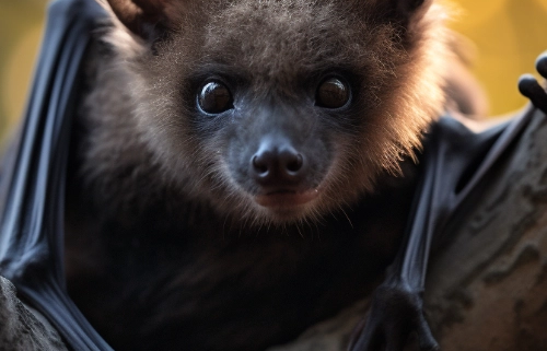 Wichtel-News - Ehrentag der Fledermaus