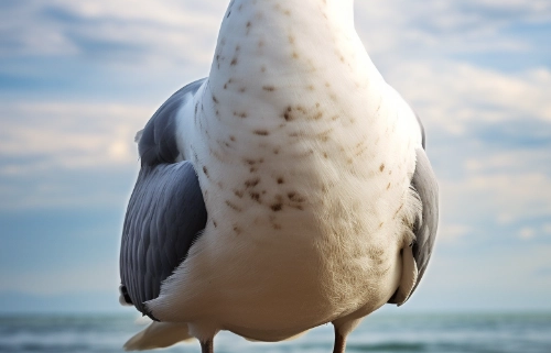 Wichtel-News - Welttag der Möwen