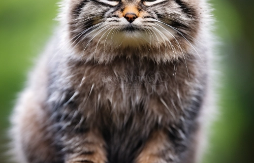 Wichtel-News - Internationaler Tag der Pallaskatze