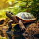 Wichtel-News - Weltschildkrötentag