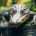 Wichtel-News - Welttag der Krokodile