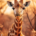 Wichtel-News - Welttag der Giraffe