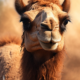 Wichtel-News - Welttag der Kamele