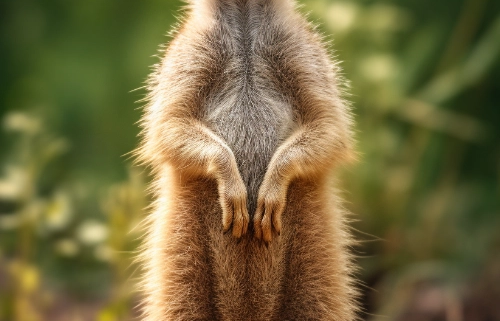 Wichtel-News - Welttag der Erdmännchen