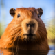 Wichtel-News - Ehrentag des Wasserschweins