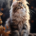 Wichtel-News - Weltkatzentag