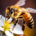 Wichtel-News - Tag der Honigbiene