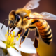 Wichtel-News - Tag der Honigbiene