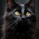 Wichtel-News - Ehrentag der schwarzen Katze