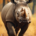 Wichtel-News - Welt-Nashorn-Tag