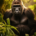 Wichtel-News - Welttag der Gorillas