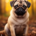 Wichtel-News - Mops-Tag